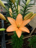 [5112 Orange Cocotte DJ No02.JPG]